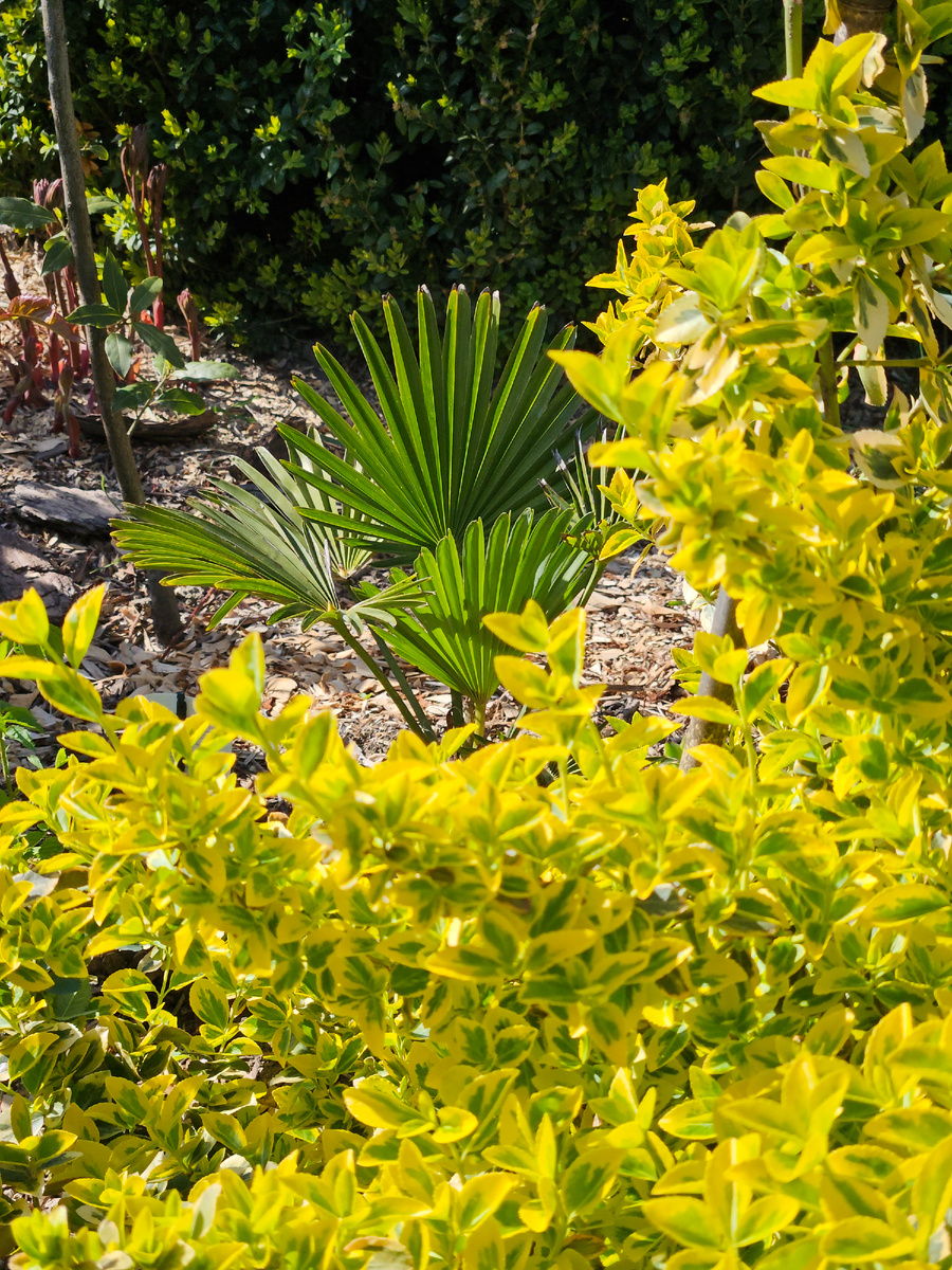 Трахикарпус вагнерус и бересклет