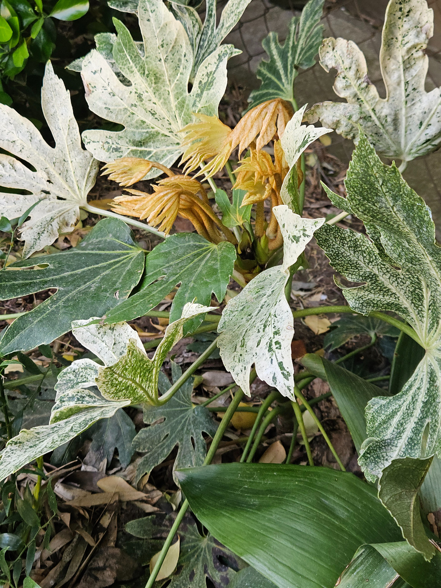 Fatsia Spider web