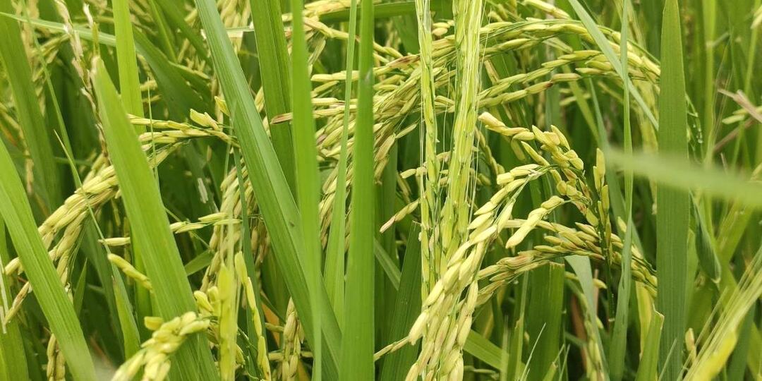 Звук дождя заставил семена риса прорастать быстрее