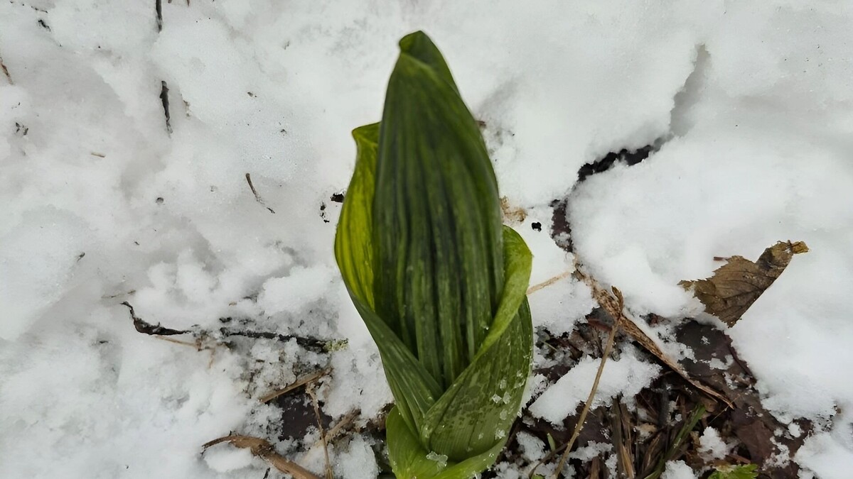    черемица   Пресс-служба Комсомольского заповедника