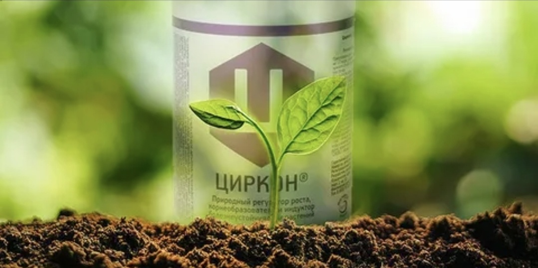 Ссылка на изображение https://garden.shooka.ru/img/cirkon.webp