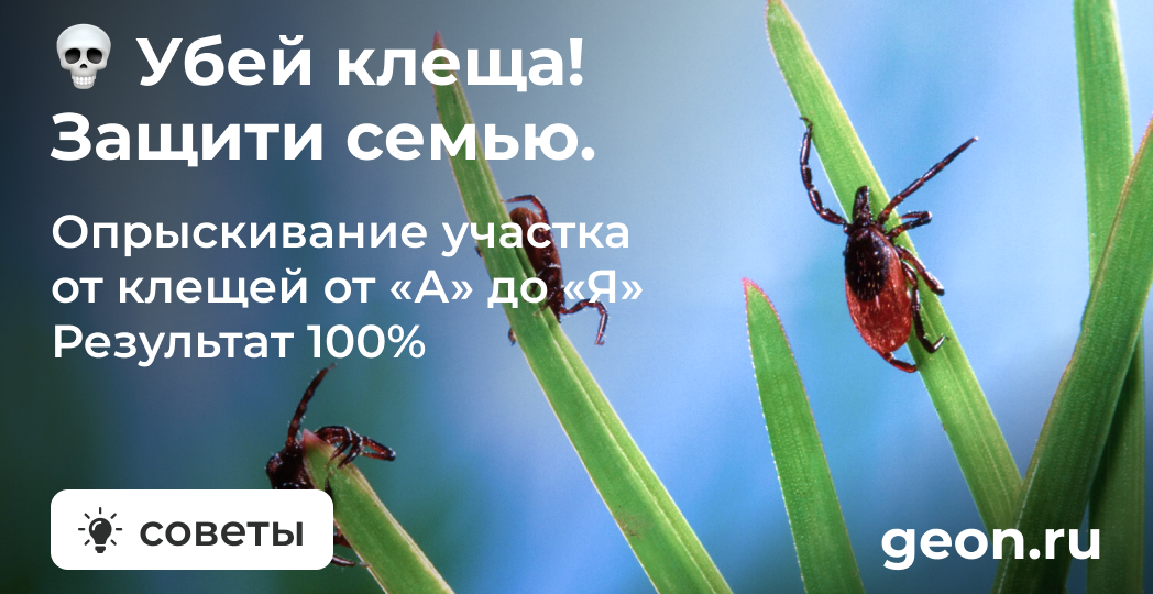 Обработка участка от клещей: пошаговое руководство от А до Я