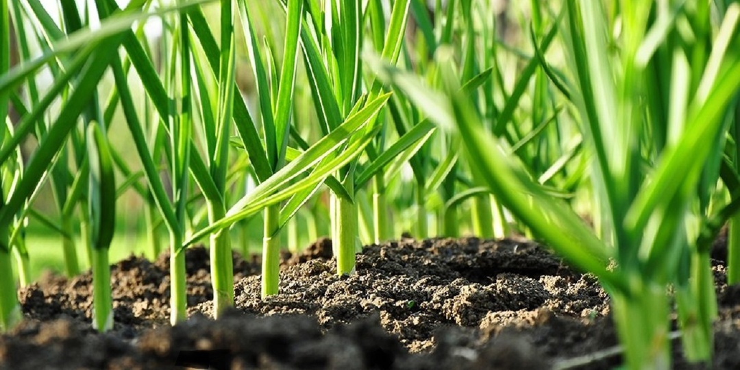 Вторая важная подкормка чеснока весной.