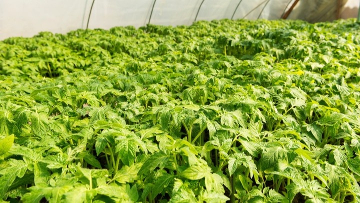 Листва стеной, духота, кисти прячутся где-то внутри этого зелёного мешка. 