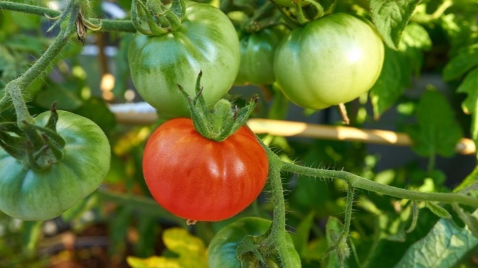 Правило простое: серьёзное удаление листьев у томатов в теплице начинаю не раньше, чем на нижней кисти плоды пойдут в налив.