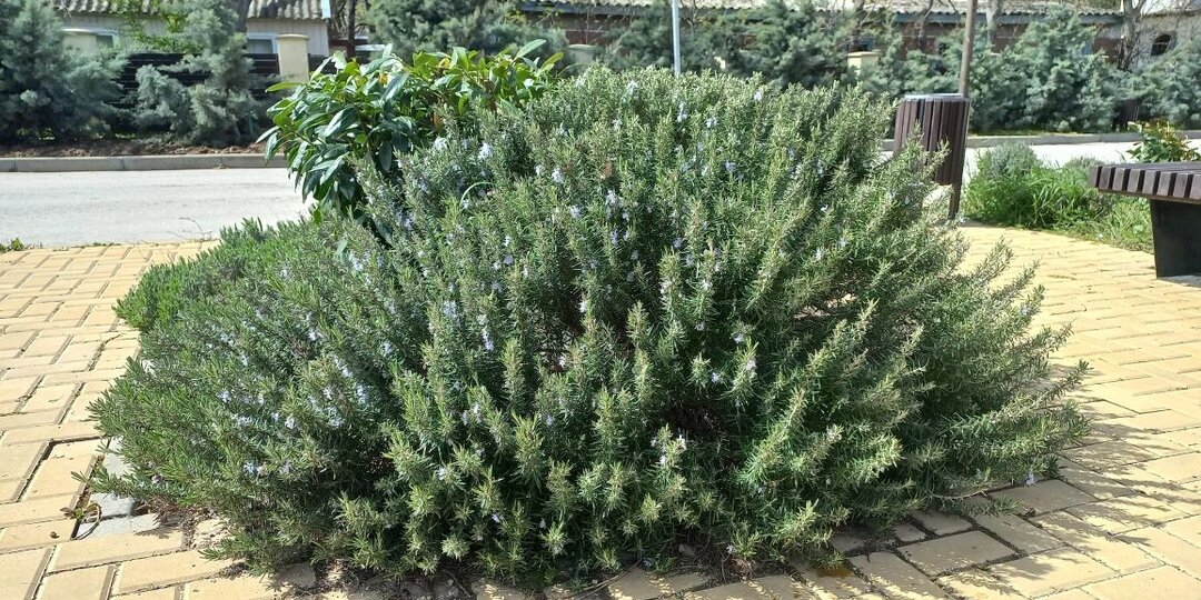 Что на самом деле значит жить на центральной улице крымского села