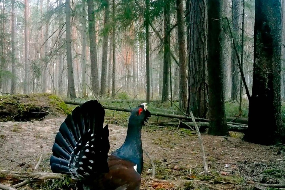    Пушистый хвост состоит ровно из 18 перьев. Фото: «Каждой твари по паре»/Tg