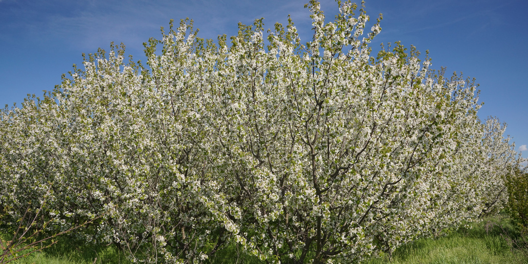 Цветущая черешня и мелодии на фортепиано: в Крыму пройдёт концерт в саду