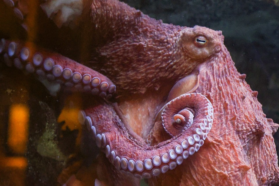    Science: найдены останки гигантских осьминогов, размером с кракена. Фото: Shatokhina Natalia/news.ru/ Global Look Press