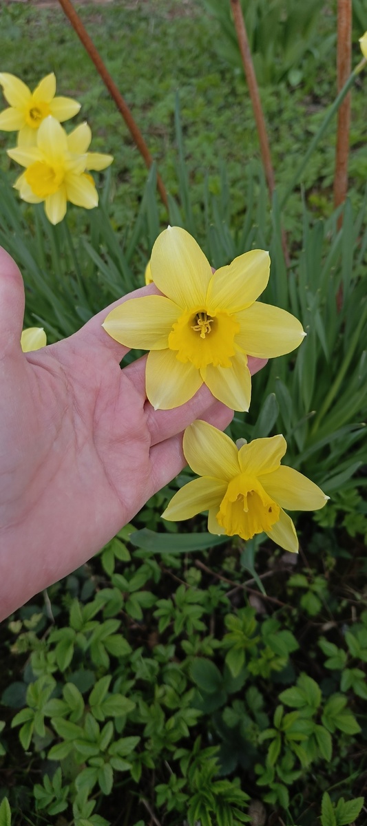 Мои нарциссы. Было четкое воспоминание, что они у меня белые с желтой сердцевиной. А оказывается вон какие. 