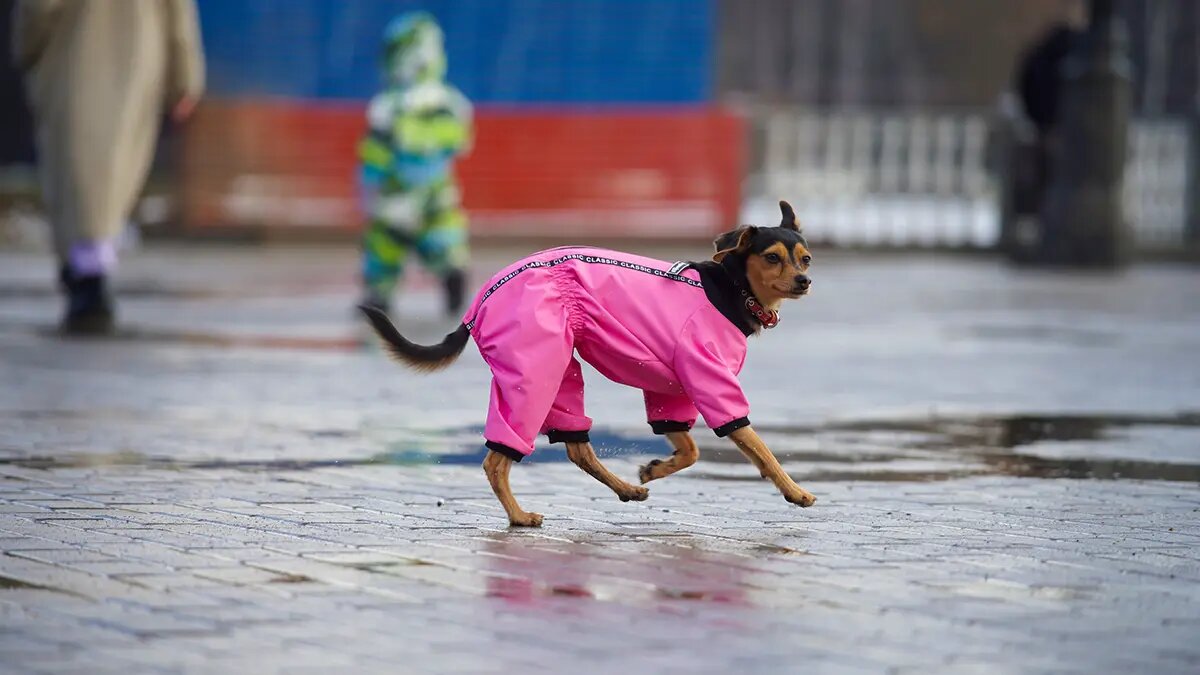    Источник: vm.ru/ Кирилл Громов