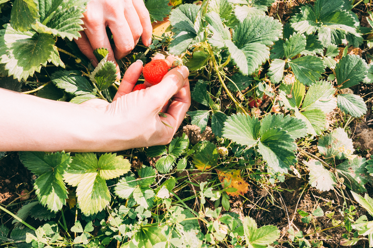 https://ru.freepik.com/free-photo/crop-hands-harvesting-strawberries_2390718.htm#fromView=search&page=1&position=15&uuid=0b9a68d2-b1c2-4ca3-9ce9-0aab7b601174&query=%D0%BA%D0%BB%D1%83%D0%B1%D0%BD%D0%B8%D0%BA%D0%B0+%D0%B3%D1%80%D1%8F%D0%B4%D0%BA%D0%B8