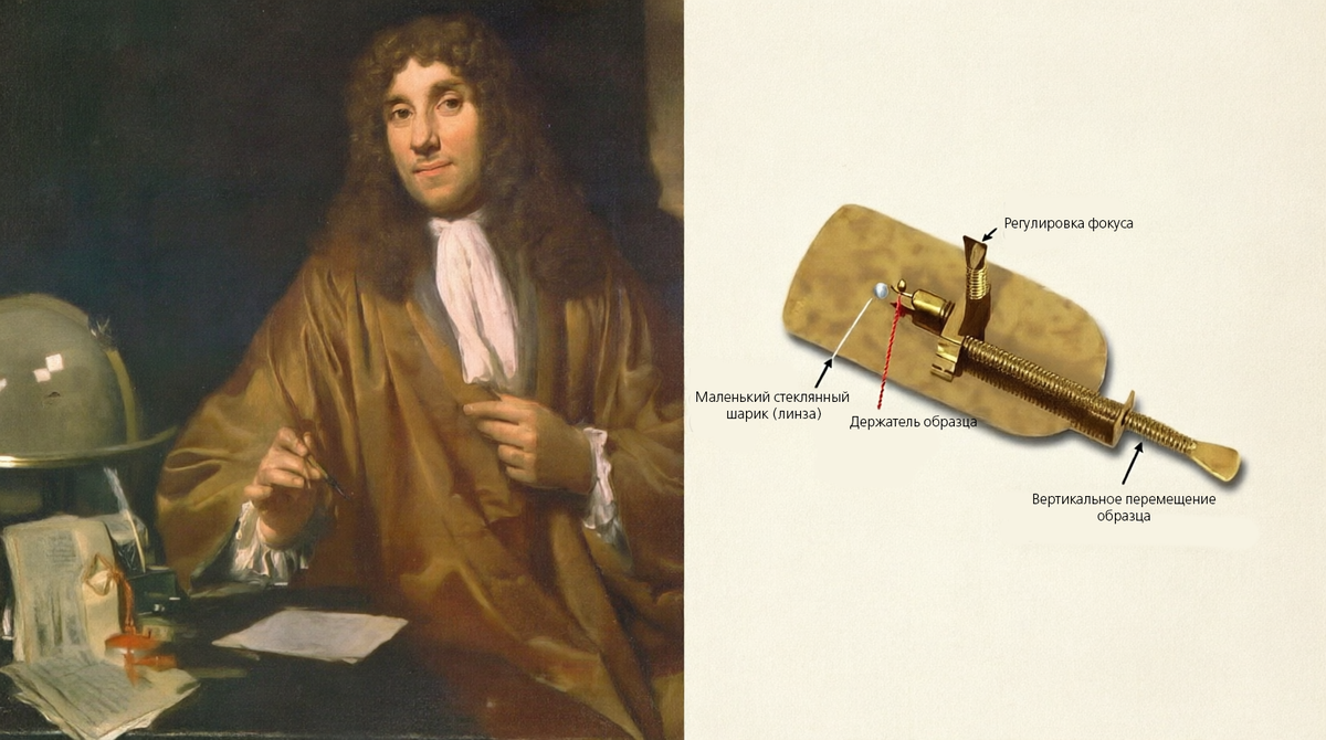 Антони ван Левенгук и его микроскоп