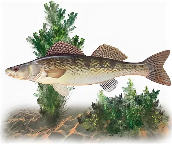 Обыкновенный судак.