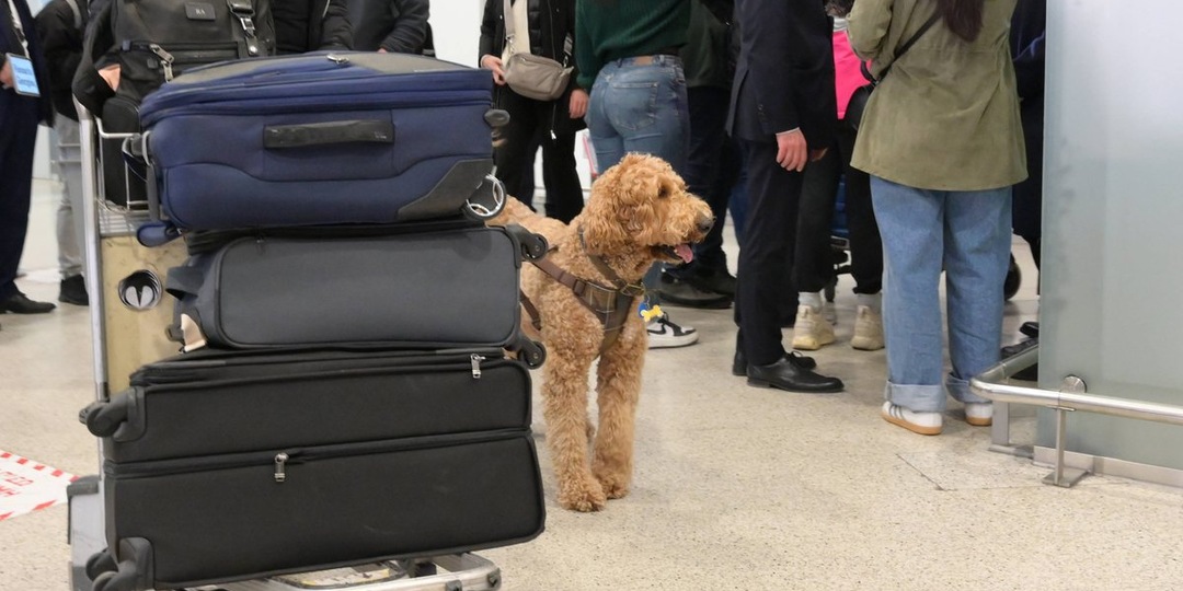История Варежки: собака, оставленная в аэропорту, ищет новый дом