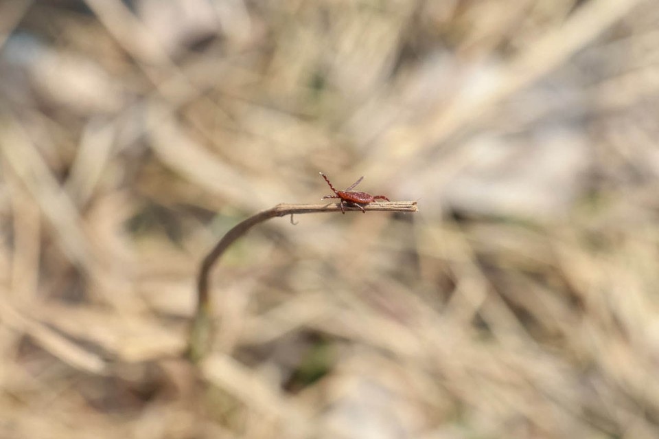    Специалисты исследовали 400 клещей Мария ЛЕНЦ