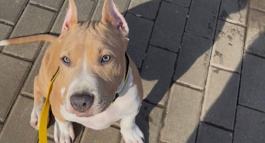    Министерство жилищной политики Московской области