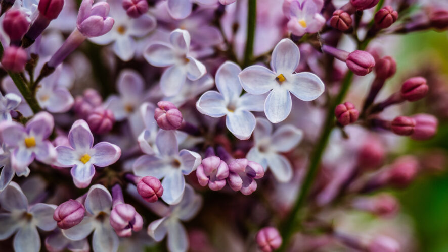    Фото: KazanFirst