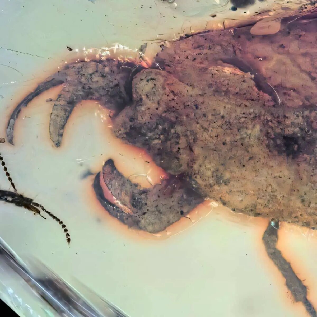    Источник: naked-science.ru Руслан Титов