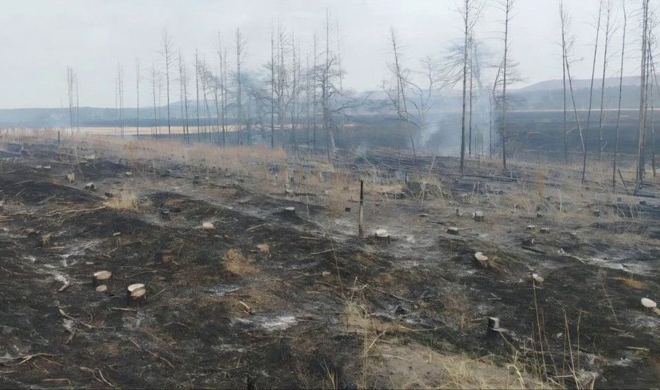    Фото: Лесопожарный центр Красноярского края
