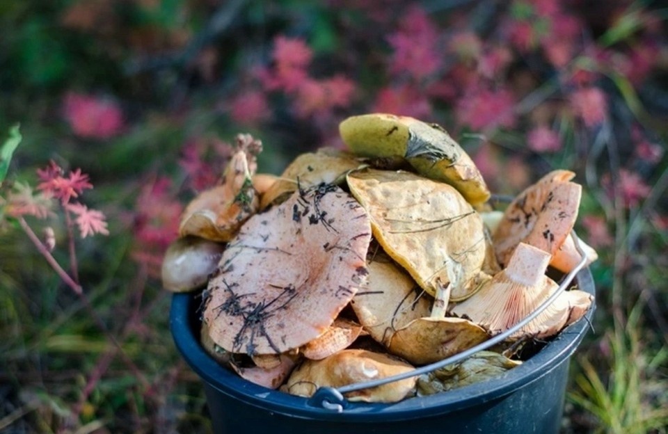    Самарцам рассказали о признаках отравления ядовитыми грибами Ксения ТИМОФЕЕВА