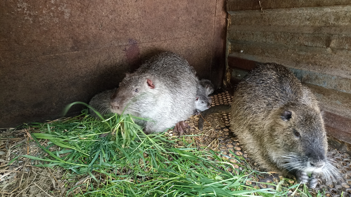 Нутрия с нутрятами