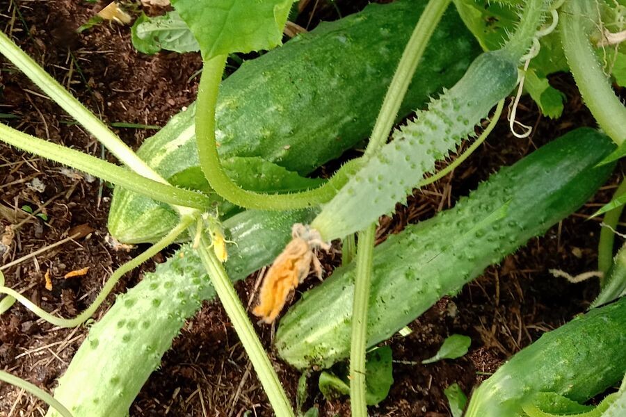 Огурцы Эстафета F1.