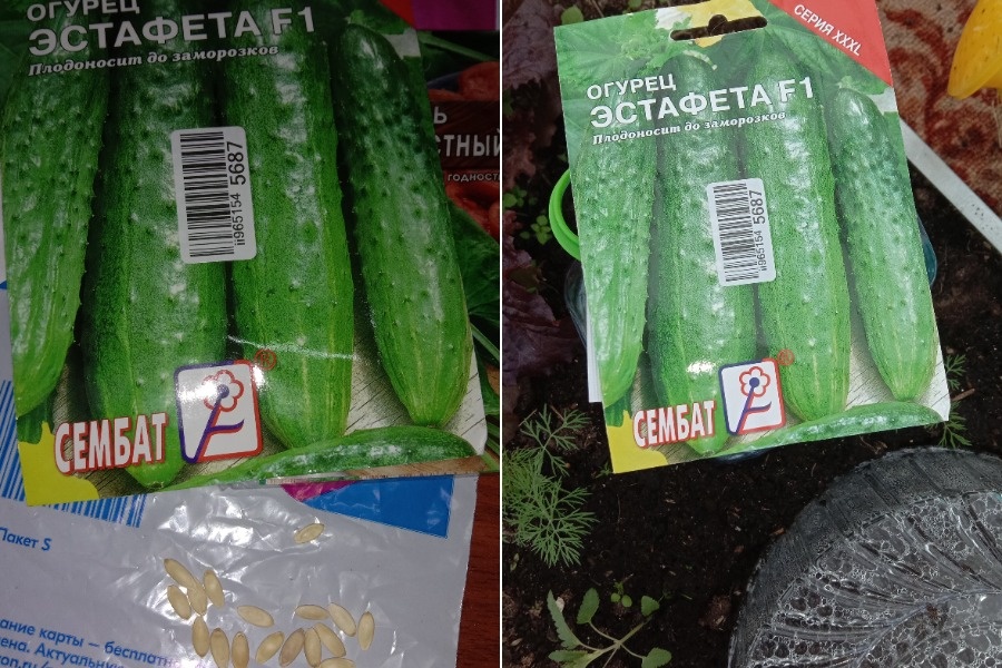 Огурцы Эстафета F1. В пакетике было 16 семян. 