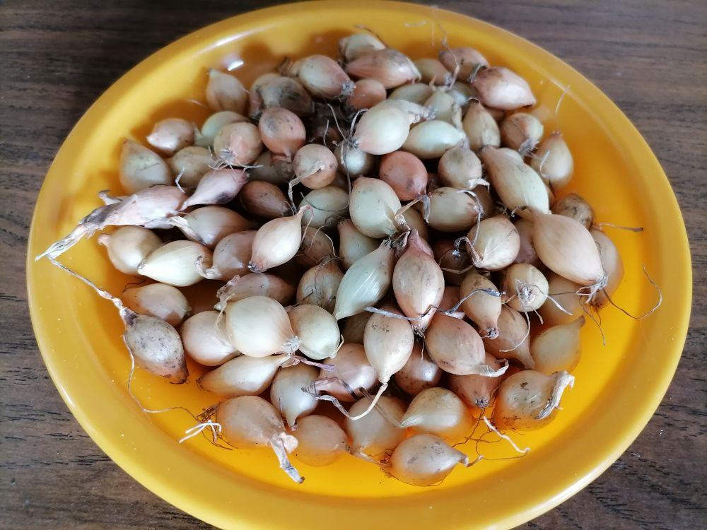 Лук-севок, фото автора