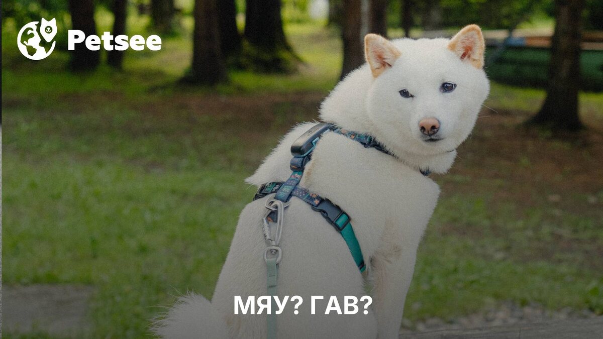 5 пород собак, которые похожи на кошек!