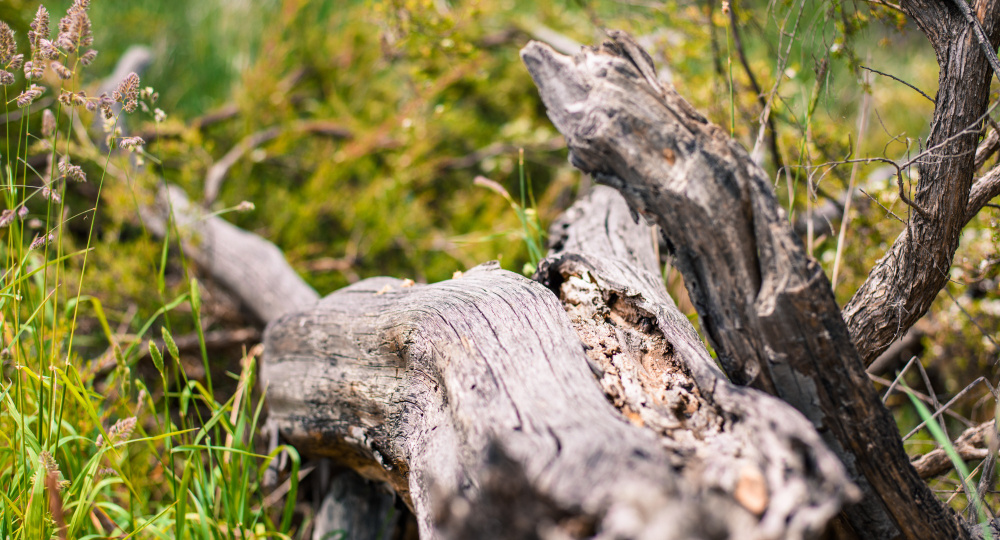 11 деревьев упало в Воронеже за день из-за непогоды