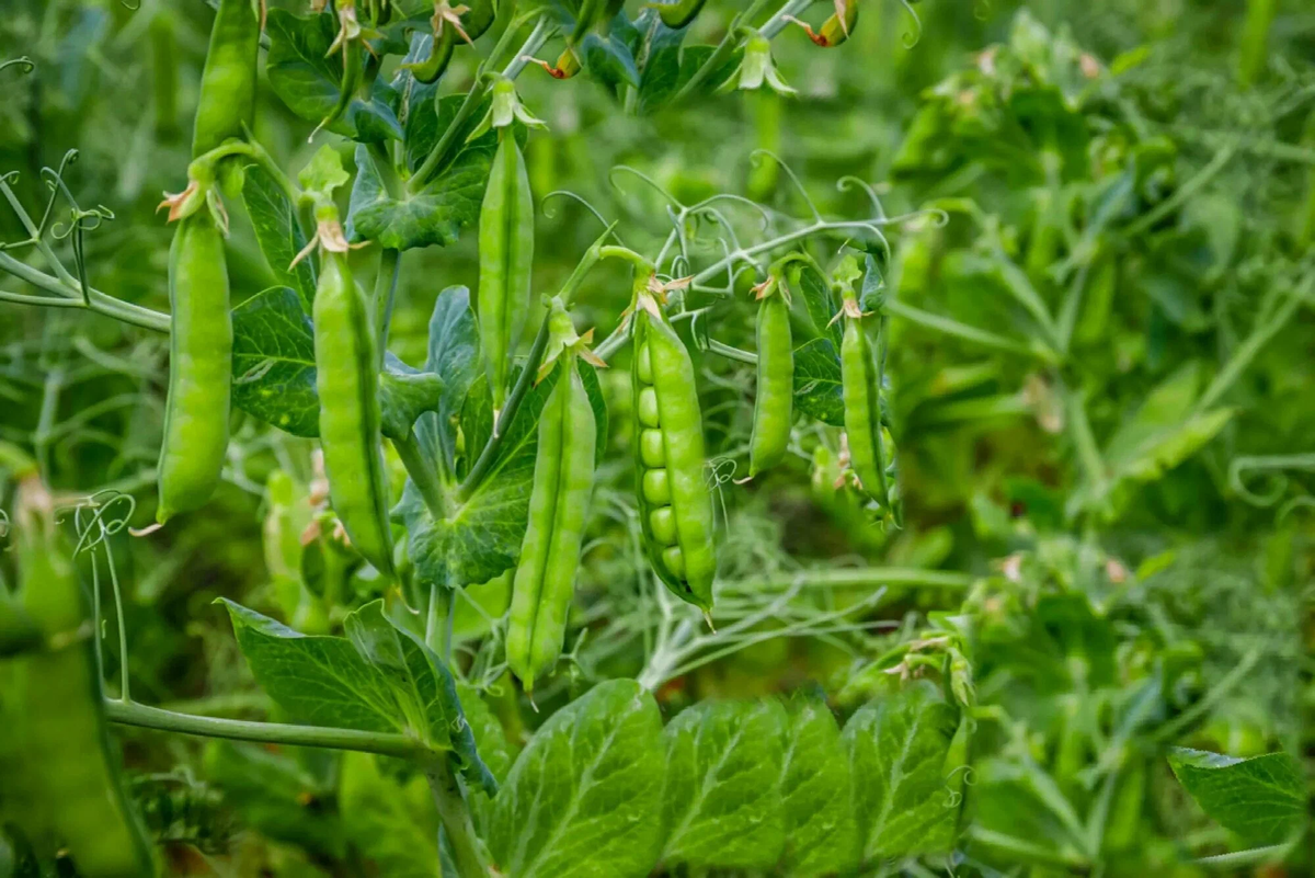 Зеленые самые сладкие...