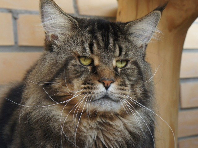 😻 Мейн-куны: большие, добрые и пушистые великаны