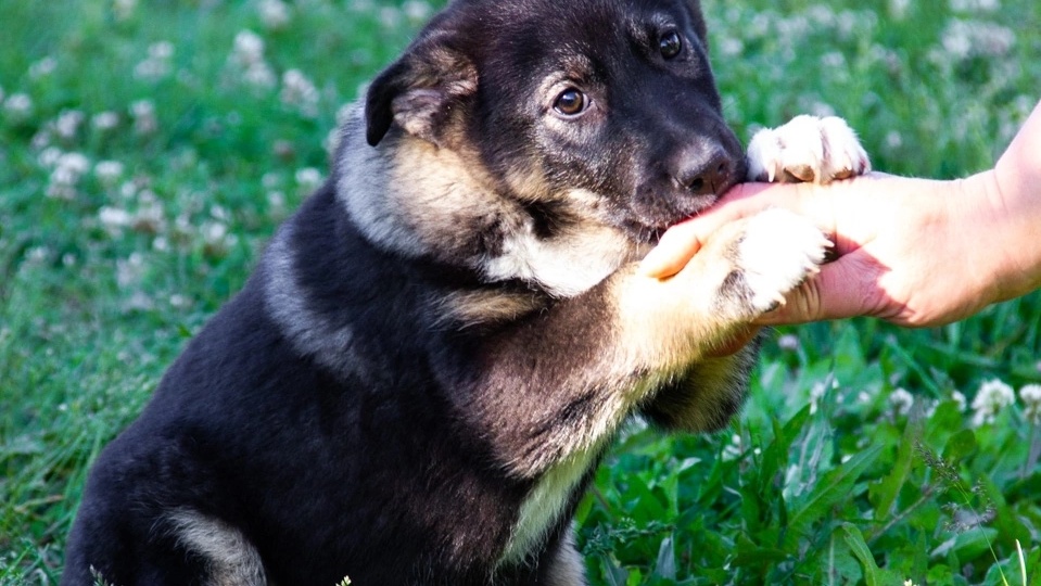 Она сливалась с тенями приюта💔