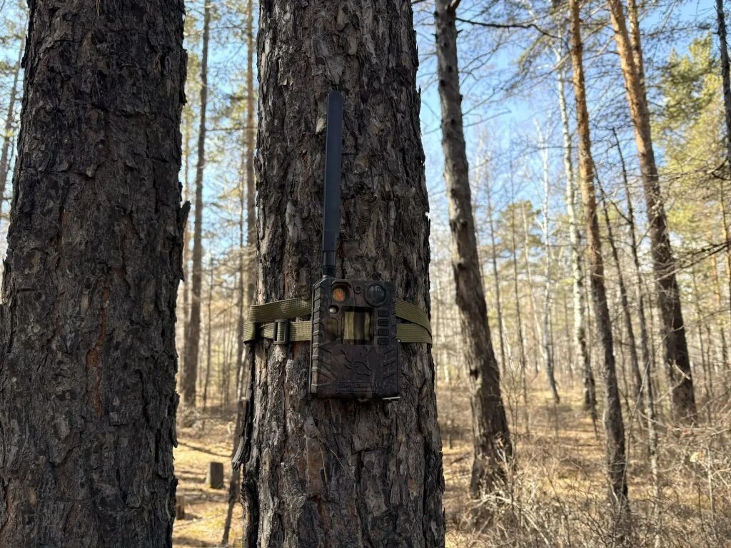    Фото: Пресс-служба Минлеса Забайкалья