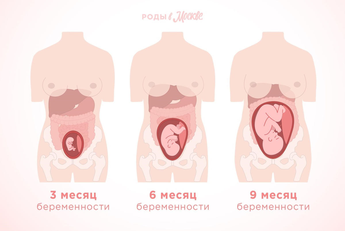 Как растет матка и и женская грудь во время беременности