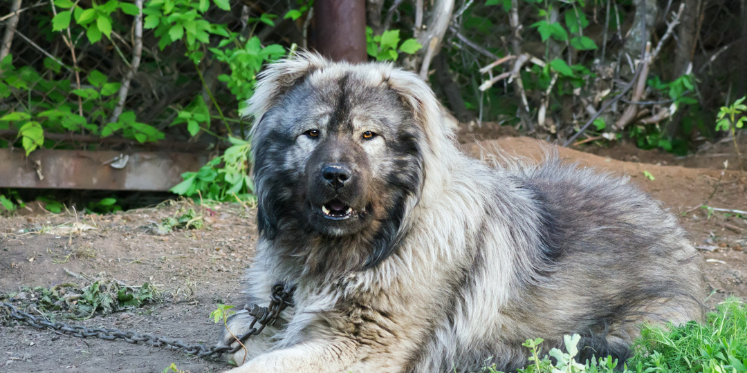 Как приручить собаку к цепи: секреты, история и полезные советы