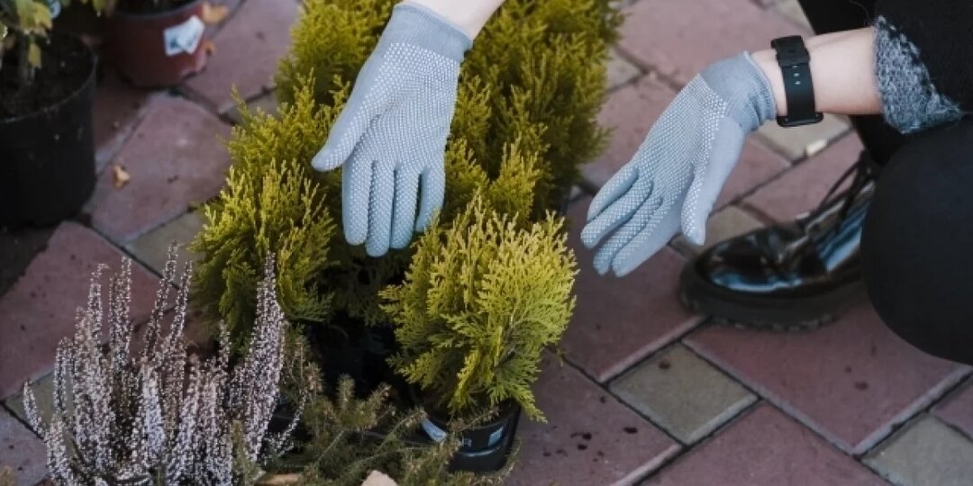 В Омске стартовала трёхдневная ярмарка саженцев и рассады