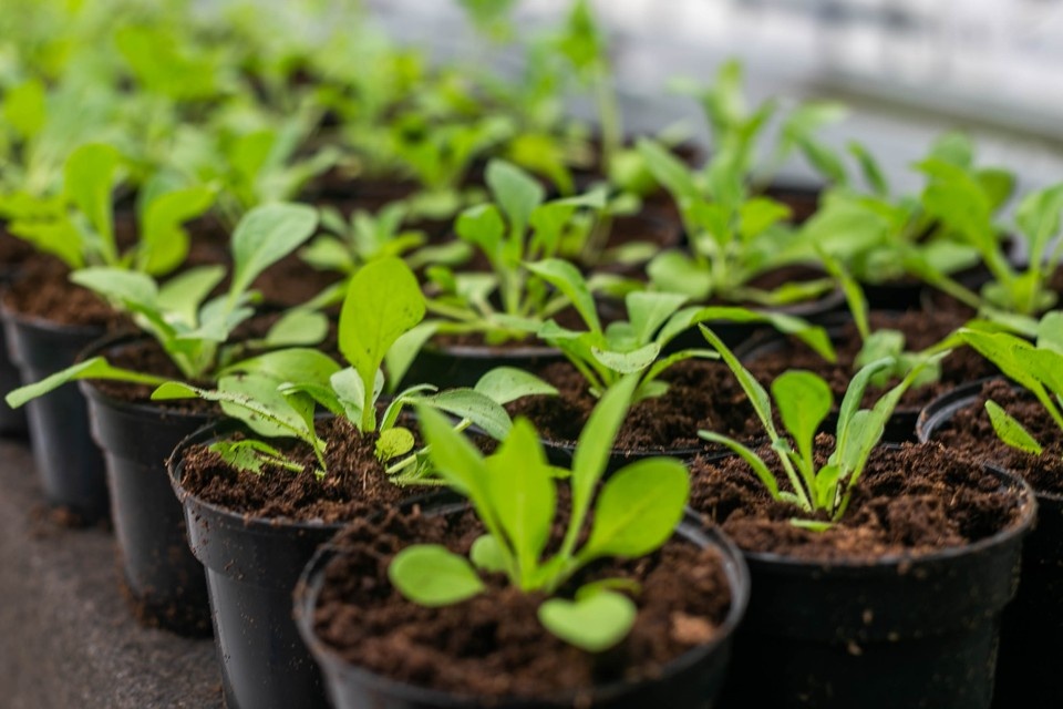    Фото: Ольга ГРИГОРЬЕВА