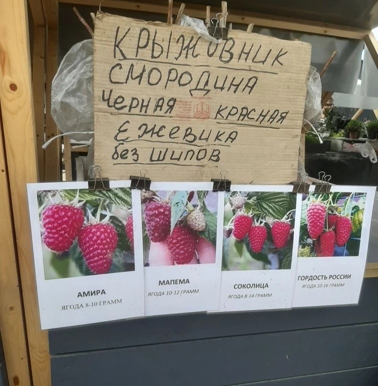 Мы выбрали ремонтантный сорт "Амира " Фото автора 