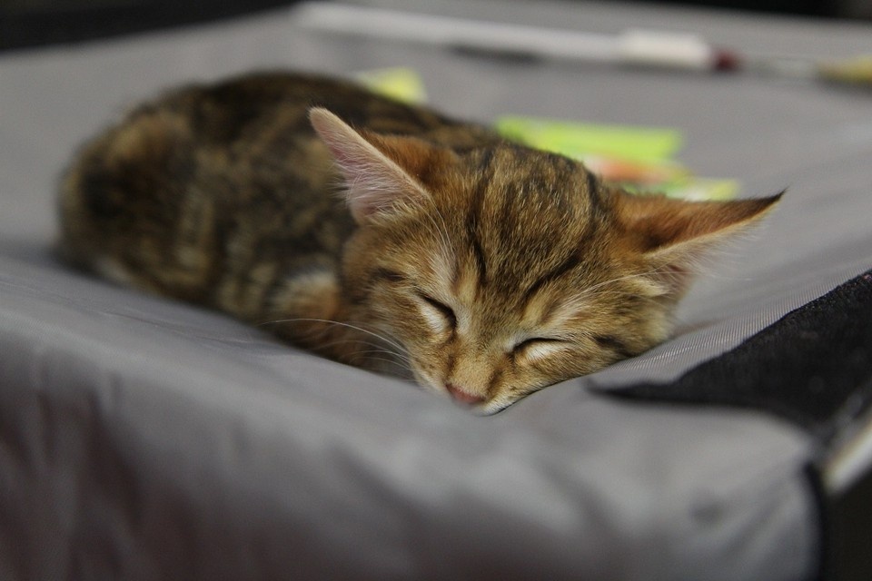    Далеко не все кошки спят рядом с людьми. Юлия ПЫХАЛОВА