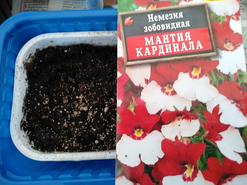 На фото хорошо виден размер цветков. День посева 24.03.2026