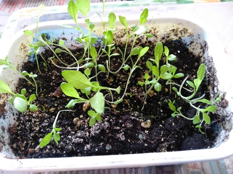 Рассада спустя месяц