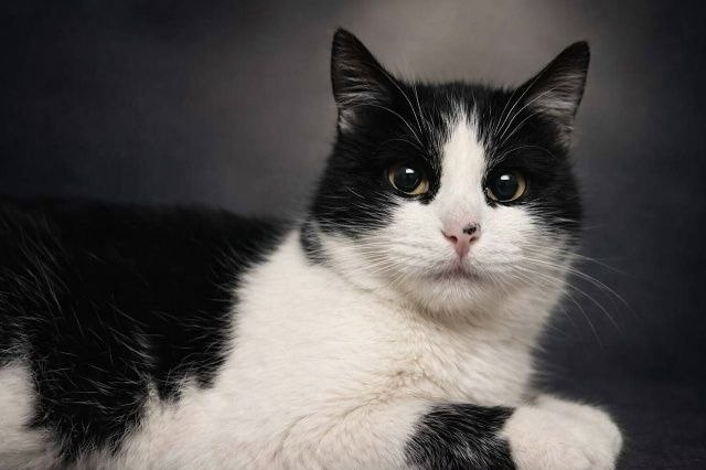 И без мурчалок #найдидруга_25апреля не обойдётся