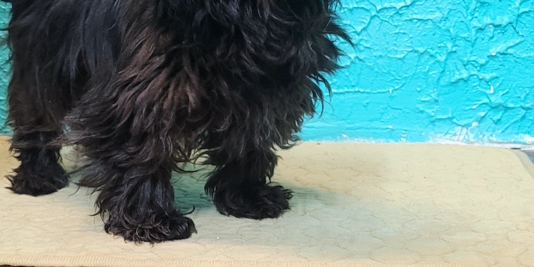 Домовёнок без дома.