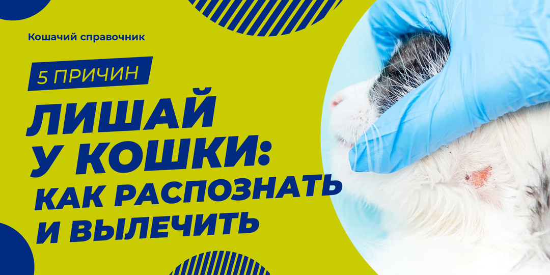 Круглая залысина на шерсти? Проверьте кошку на лишай