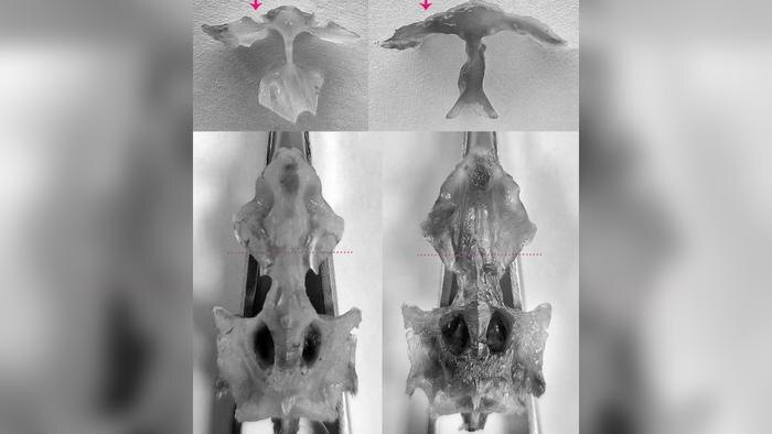 Обложка © «Газета.ru»