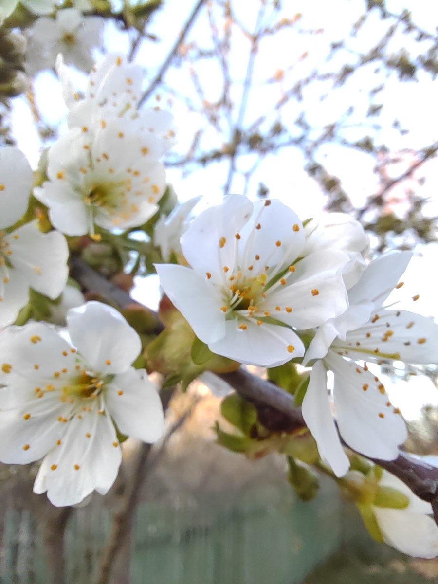 Цветущая черешня