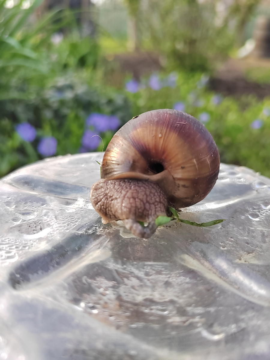 Виноградная улитка в нашем саду