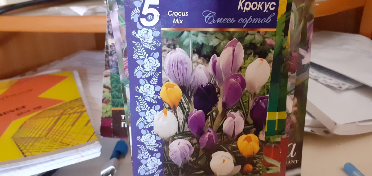 ВОТ ТАКИЕ РАЗНЫЕ СОРТА.И ФИОЛЕТОВЫЙ КРОКУС ПРИСУТСТВУЕТ.